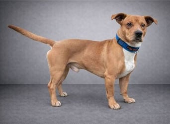 WINSTON ist ein herziger Kerl