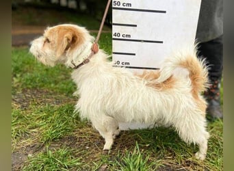 JOEY 2 wünscht sich sehnlichst ein Zuhause