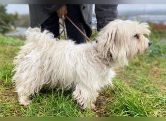 JOEY ist ein süßes Wuschelchen JOEY ist ein süßes Wuschelchen