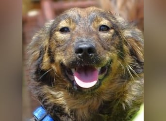 MIMI ist ein niedliches kleines Hundeherzchen