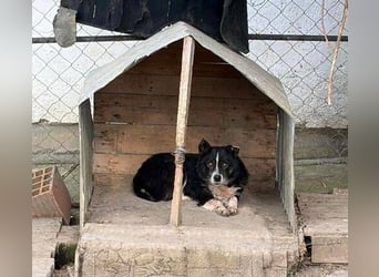 PANDA wünscht sich sehnlichst ein Zuhause
