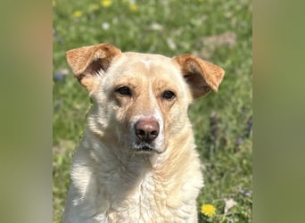 Lara, eine Hundedame auf „Zack“