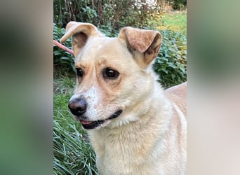 Lara, eine Hundedame auf „Zack“