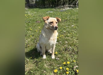 Lara, eine Hundedame auf „Zack“