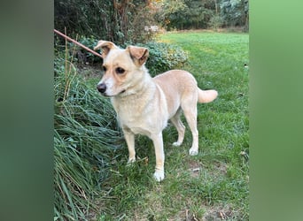 Lara, eine Hundedame auf „Zack“