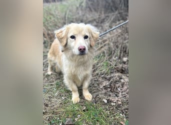 Milo - lieb und aufgeschlossen - auf Pflegestelle in 35329 Gemünden