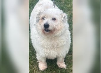 Nuri - kleine Frohnatur auf Pflegestelle in 35329 Gemünden