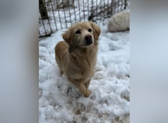 Milo - geb. 04/2023 - ca. 36 cm