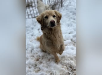 Milo - geb. 04/2023 - ca. 36 cm