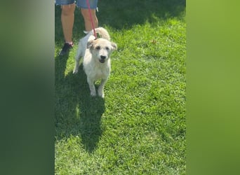 Nuri - kleine Frohnatur auf Pflegestelle in 35329 Gemünden