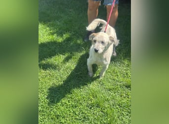 NIRI – Kleine Frohnatur mit großem Appetit