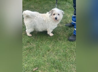 Nuri - kleine Frohnatur auf Pflegestelle in 35329 Gemünden