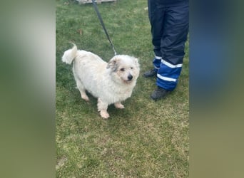 Nuri - kleine Frohnatur auf Pflegestelle in 35329 Gemünden