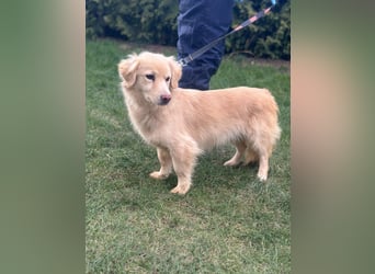 Milo - geb. 04/2023 - ca. 36 cm