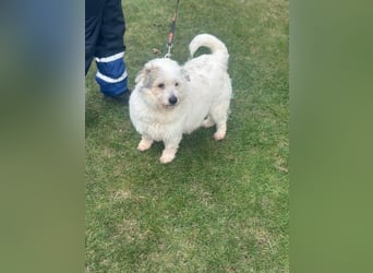 Nuri - kleine Frohnatur auf Pflegestelle in 35329 Gemünden