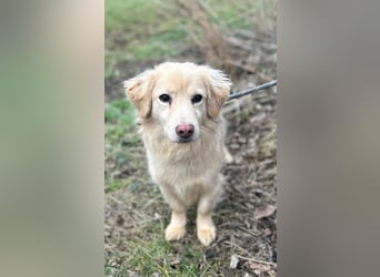 Milo - lieb und aufgeschlossen - auf Pflegestelle in 35329 Gemünden