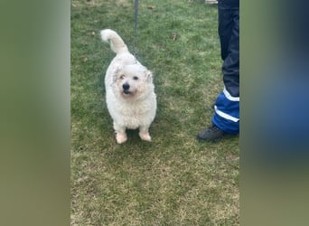 Nuri - kleine Frohnatur auf Pflegestelle in 35329 Gemünden