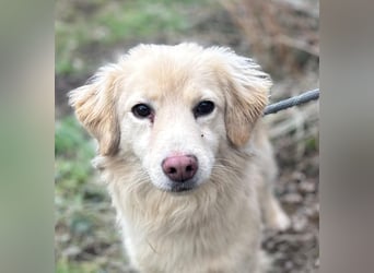 Milo - lieb und aufgeschlossen - auf Pflegestelle in 35329 Gemünden