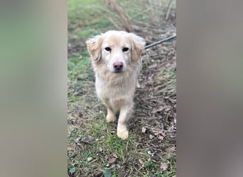 Milo - lieb und aufgeschlossen - auf Pflegestelle in 35329 Gemünden