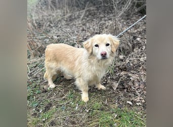 Milo - lieb und aufgeschlossen - auf Pflegestelle in 35329 Gemünden