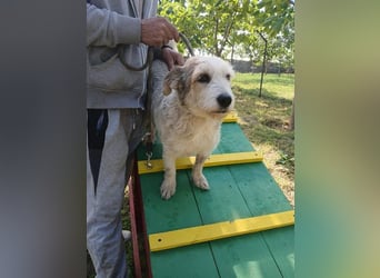 Nuri - kleine Frohnatur auf Pflegestelle in 35329 Gemünden