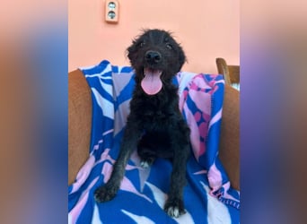 Elara - schwarze Plüschmaus sucht Familie!