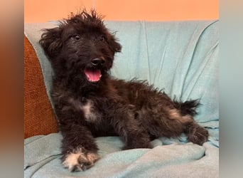 Rambo - schwarze Fluse sucht dich!