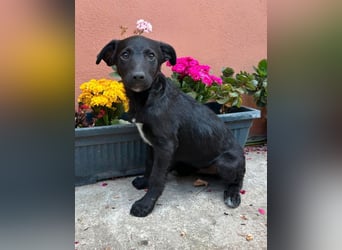 Luc - Frechdachs sucht sein Zuhause!