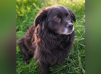 Gicu - kleiner Schatz sucht Zuhause!