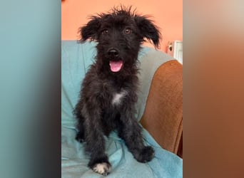 Rambo - schwarze Fluse sucht dich!