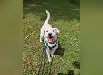Nelly - Terrierdame sucht ihr für immer Zuhause!