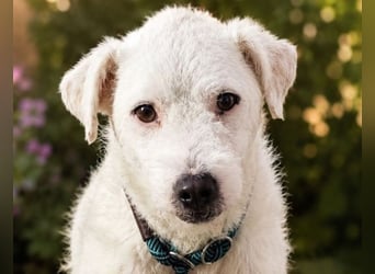 Nelly - Terrierdame sucht ihr für immer Zuhause!