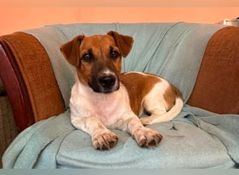 Dexter - kluger Kerl sucht seine Menschen!