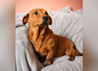 Smee - kleiner Pirat sucht neues Ufer!