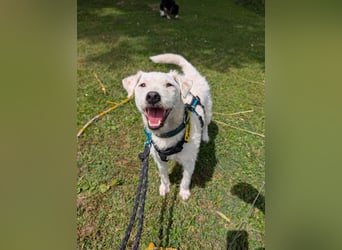 Nelly - Terrierdame sucht ihr für immer Zuhause!