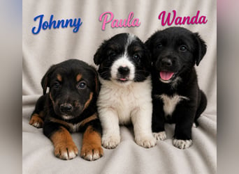 Wanda - kleines Wunder!