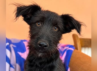 Elara - schwarze Plüschmaus sucht Familie!