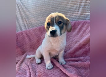 Ella - besondere Nase sucht besondere Menschen!
