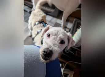 Nelly - Terrierdame sucht ihr für immer Zuhause!