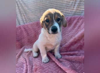 Ella - besondere Nase sucht besondere Menschen!