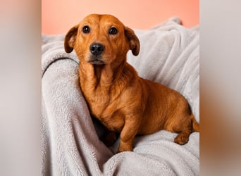 Smee - kleiner Pirat sucht neues Ufer!