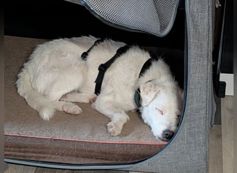 Nelly - Terrierdame sucht ihr für immer Zuhause!