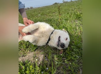 Nelly - Terrierdame sucht ihr für immer Zuhause!