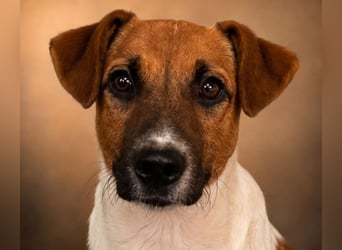 Dexter - kluger Kerl sucht seine Menschen!
