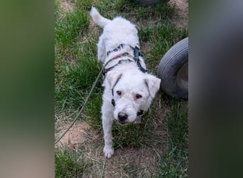 Nelly - Terrierdame sucht ihr für immer Zuhause!