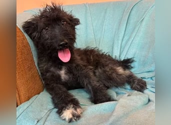 Rambo - schwarze Fluse sucht dich!