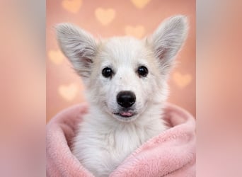 Elvis - Rockstar sucht seine Bühne!