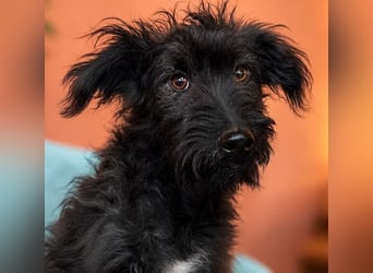 Rambo - schwarze Fluse sucht dich!