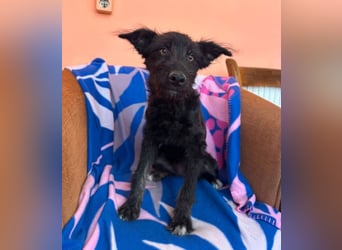 Elara - schwarze Plüschmaus sucht Familie!