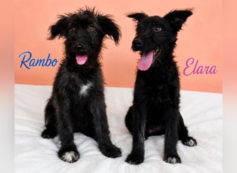 Rambo - schwarze Fluse sucht dich!